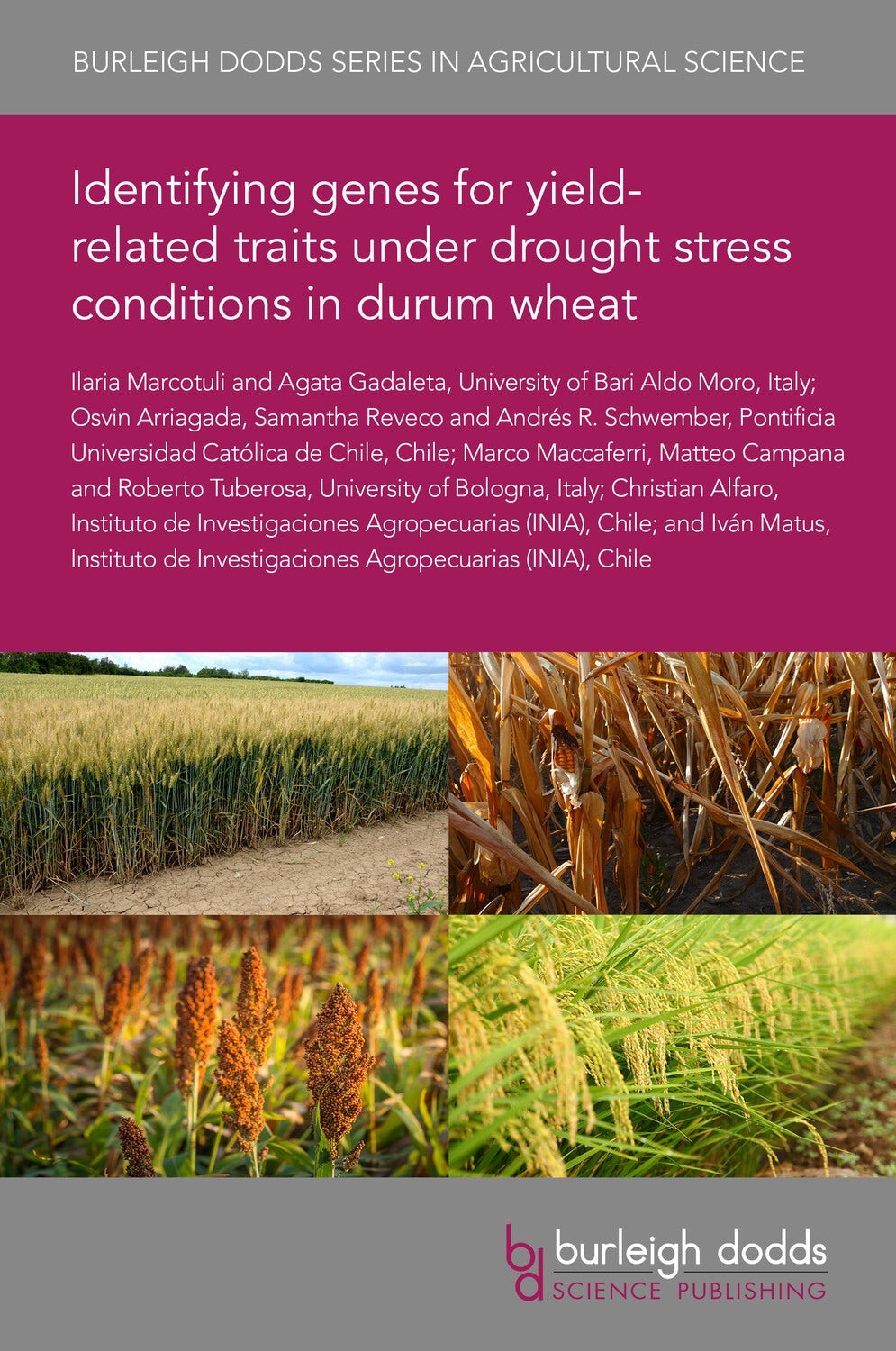 Book cover image for Identifying genes for yield-related traits under drought stress conditions in durum wheat ISBN: 9781835450321