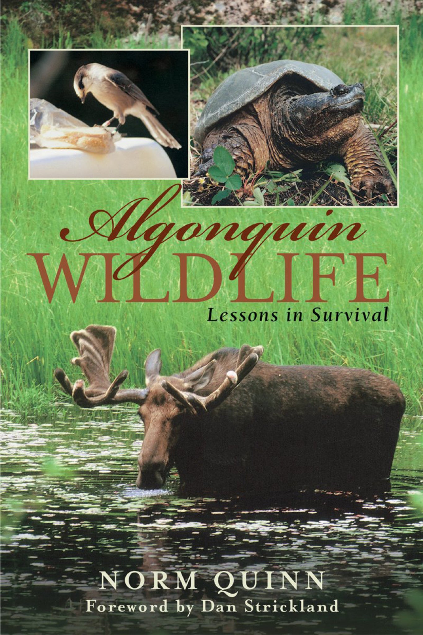 Cover image for Algonquin Wildlife ISBN 9781896219288