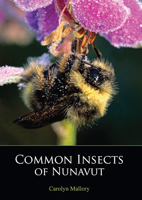 Book cover image for Common Insects of Nunavut ISBN: 9781927095003