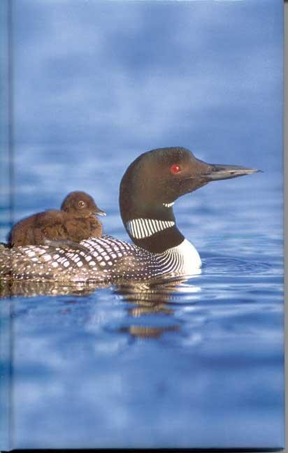 Cover image for Loon Blank Journal, isbn: 9781932472158