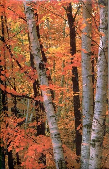 Cover image for Fall Birches Blank Journal, isbn: 9781932472196