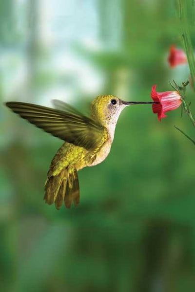 Cover image for Hummingbird Blank Journal, isbn: 9781932472554