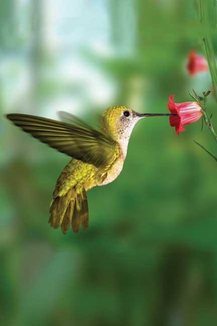 Cover image for Hummingbird Blank Journal, isbn: 9781932472554