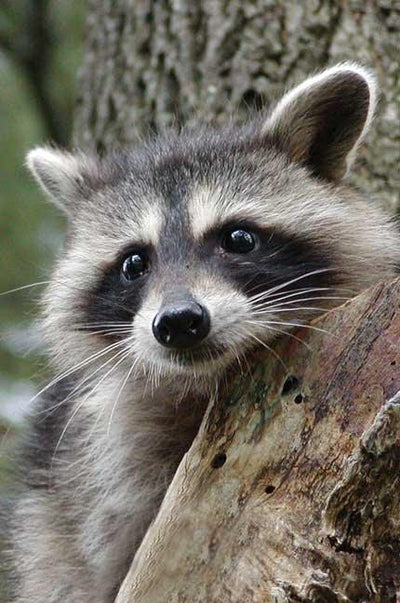 Cover image for Raccoon Blank Journal, isbn: 9781932472561