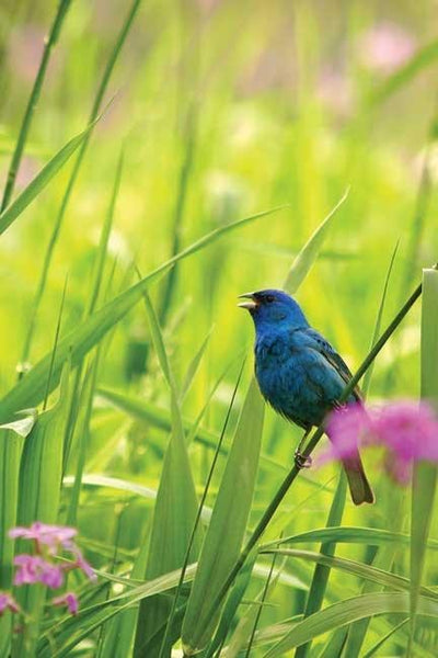 Cover image for Indigo Bunting Blank Journal, isbn: 9781932472578