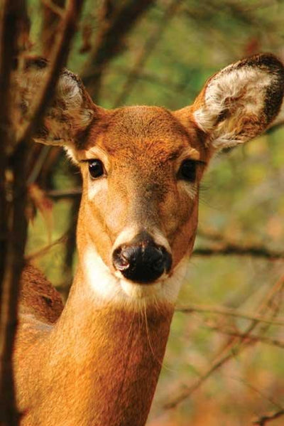 Cover image for Young Deer Blank Journal, isbn: 9781932472592