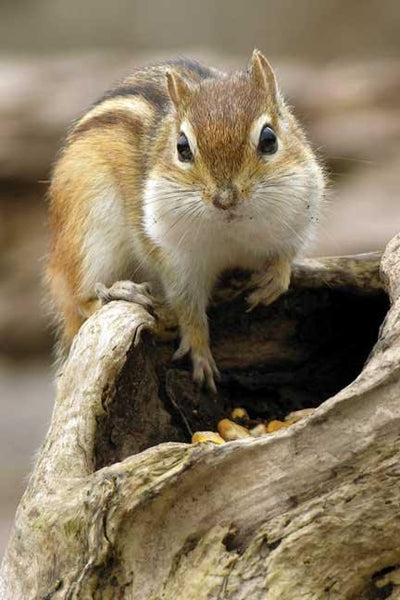 Cover image for Chipmunk Blank Journal, isbn: 9781932472608