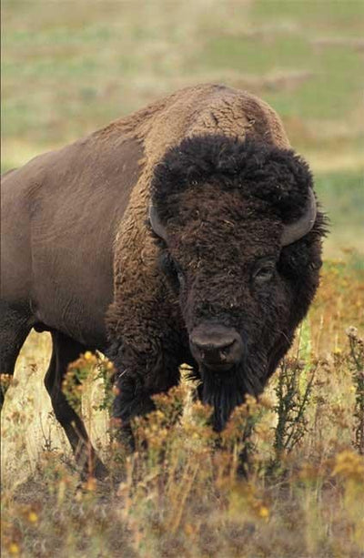 Cover image for Bison Blank Journal, isbn: 9781935666073