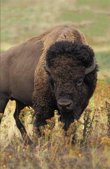 Cover image for Bison Blank Journal, isbn: 9781935666073