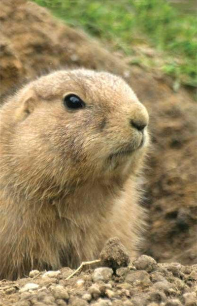 Cover image for Prairie Dog Blank Journal, isbn: 9781935666080