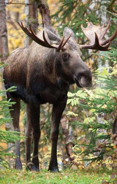 Cover image for Moose Blank Journal, isbn: 9781935666097