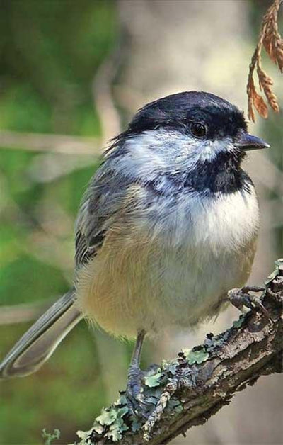 Cover image for Chickadee Blank Journal, isbn: 9781935666127