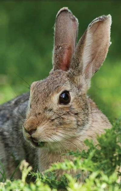Cover image for Rabbit Blank Journal, isbn: 9781935666134