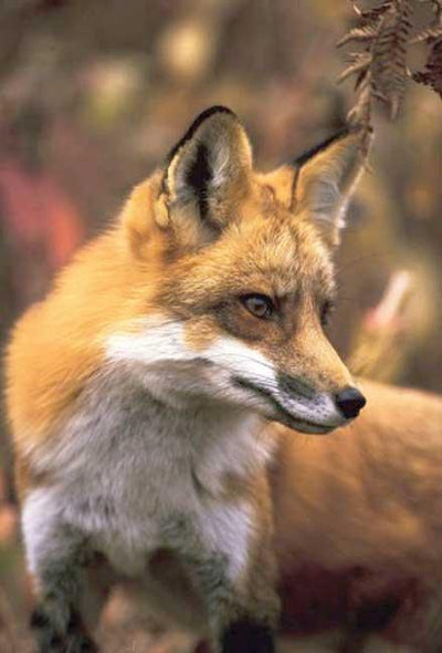 Cover image for Fox Blank Journal, isbn: 9781935666387