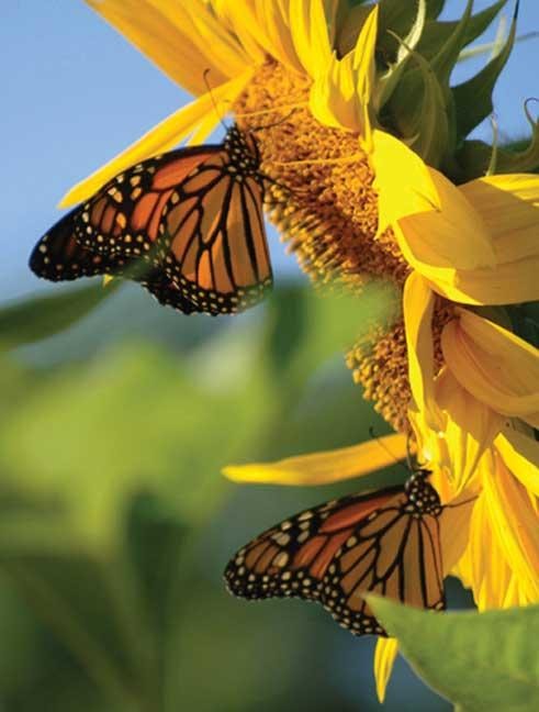 Cover image for Butterfly Sunflower Blank Journal, isbn: 9781935666400