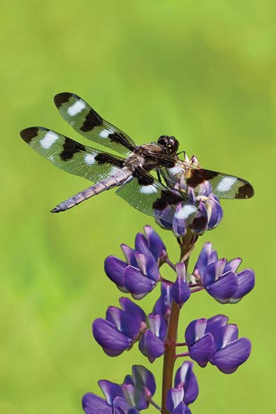 Cover image for Dragonfly Blank Journal, isbn: 9781935666592