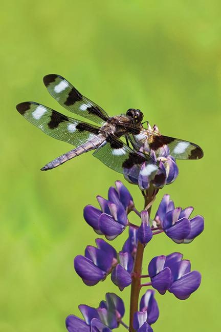 Cover image for Dragonfly Blank Journal, isbn: 9781935666592