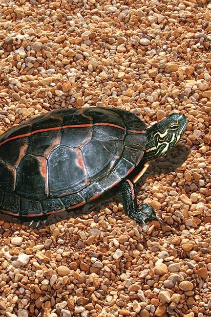 Cover image for Painted Turtle Blank Journal, isbn: 9781935666608