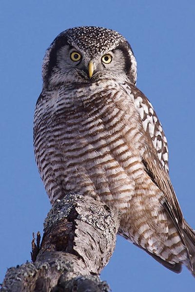 Cover image for Hawk Owl Blank Journal, isbn: 9781935666615