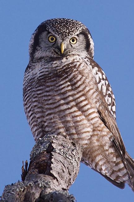 Cover image for Hawk Owl Blank Journal, isbn: 9781935666615
