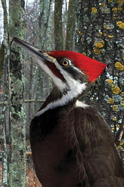 Cover image for Pileated Woodpecker Blank Journal, isbn: 9781935666622