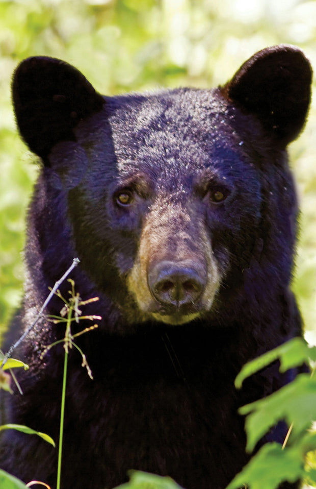Cover image for Black Bear Portrait Blank Journal, isbn: 9781935666851