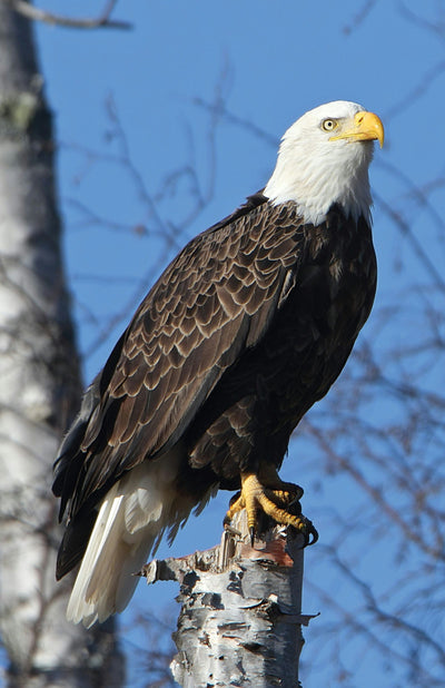 Cover image for Eagle Perched Blank Journal, isbn: 9781935666929