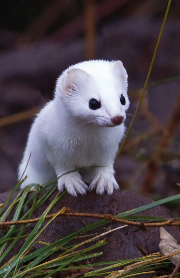 Cover image for Short-Tailed Weasel Blank Journal, isbn: 9781935666936