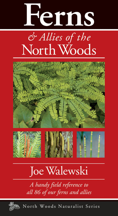 Cover image for Ferns & Allies of the North Woods, isbn: 9781936571086