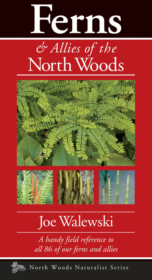 Cover image for Ferns & Allies of the North Woods, isbn: 9781936571086