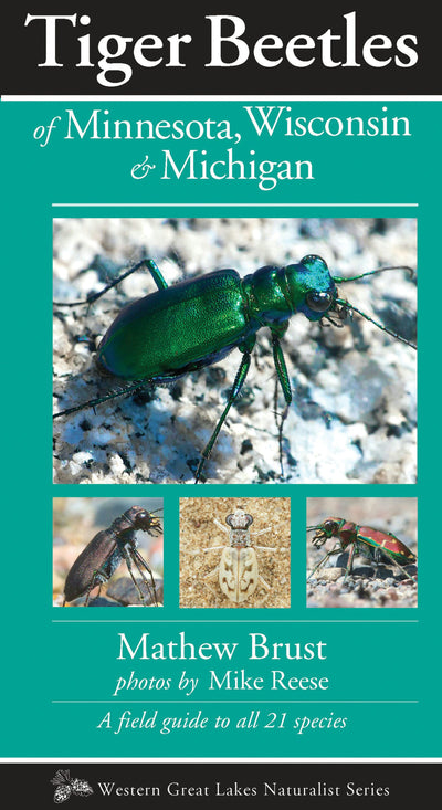 Cover image for Tiger Beetles of Minnesota, Wisconsin & Michigan, isbn: 9781936571123
