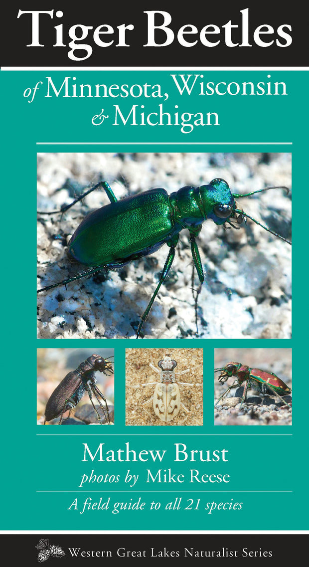 Cover image for Tiger Beetles of Minnesota, Wisconsin & Michigan, isbn: 9781936571123