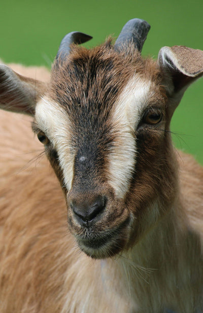 Cover image for Goat Blank Journal, isbn: 9781947237124