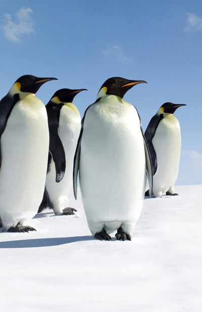 Cover image for Penguins Blank Journal, isbn: 9781947237438