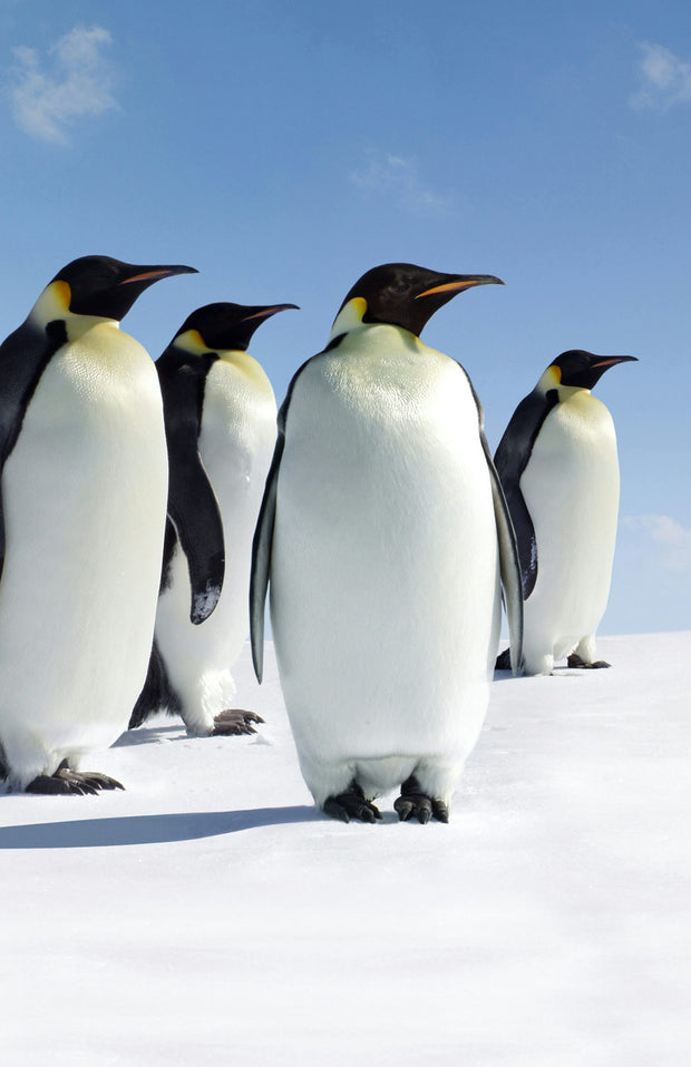 Cover image for Penguins Blank Journal, isbn: 9781947237438