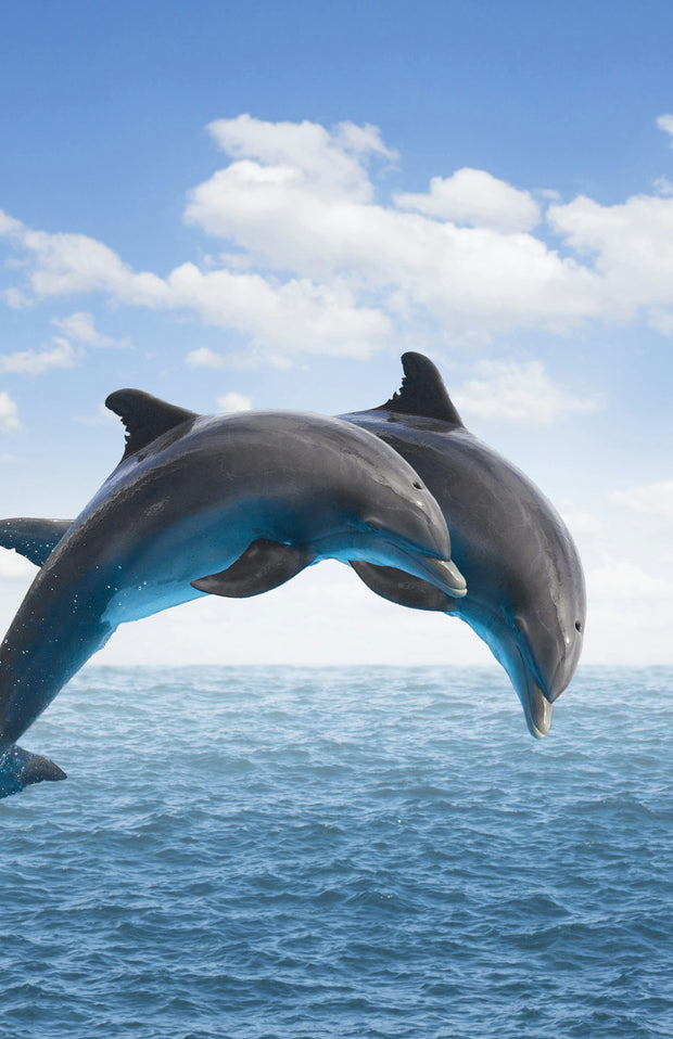 Cover image for Dolphins Blank Journal, isbn: 9781947237445