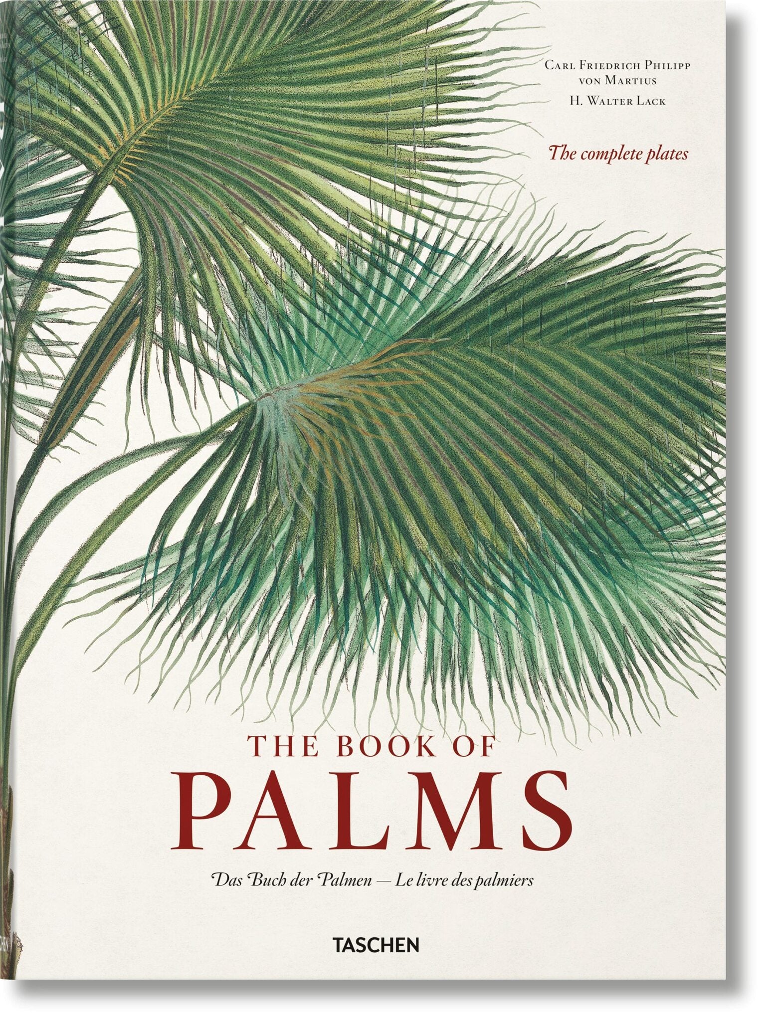 Cover image for Martius. The Book of Palms ISBN 9783836566148