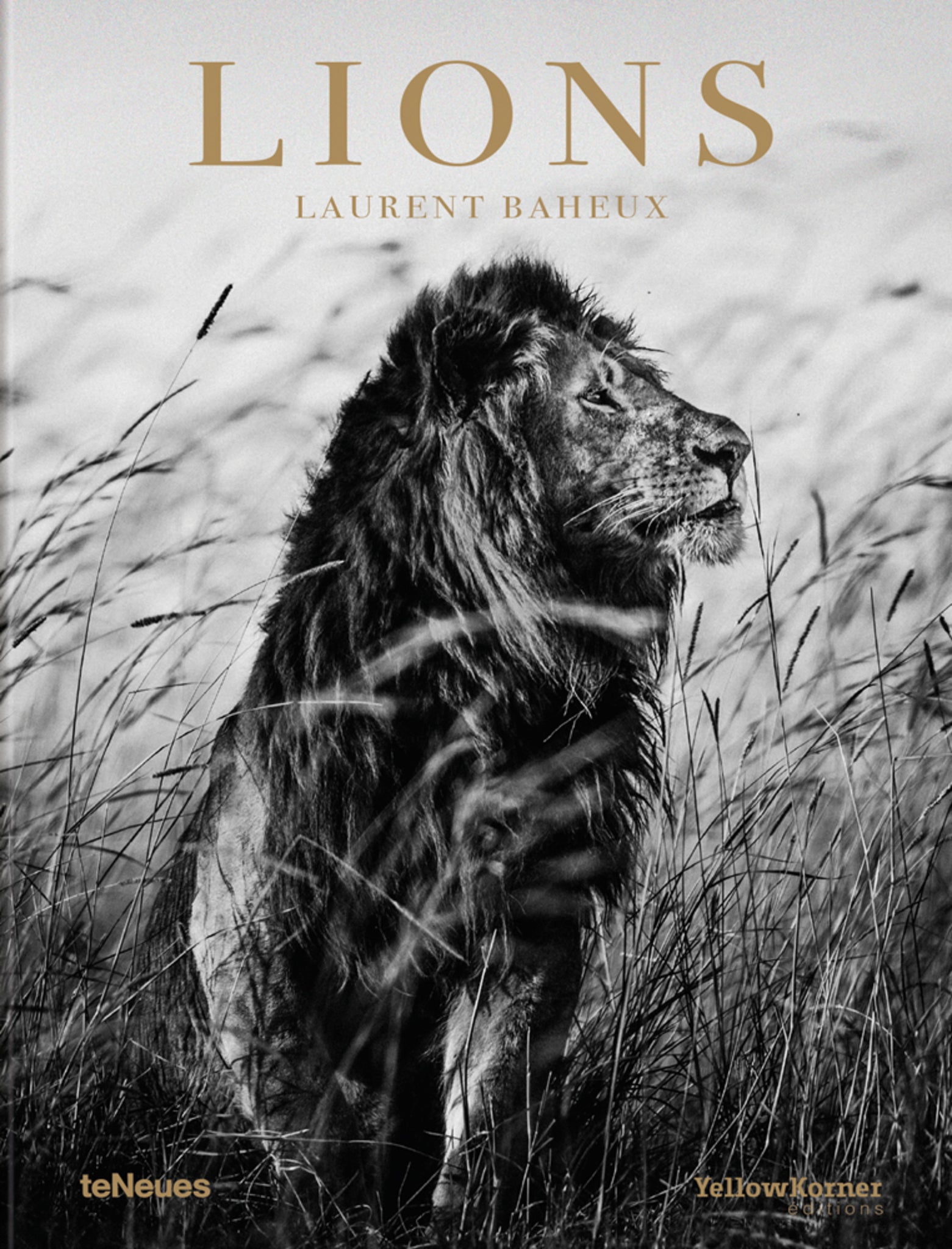 Cover image for Lions ISBN 9783961712342