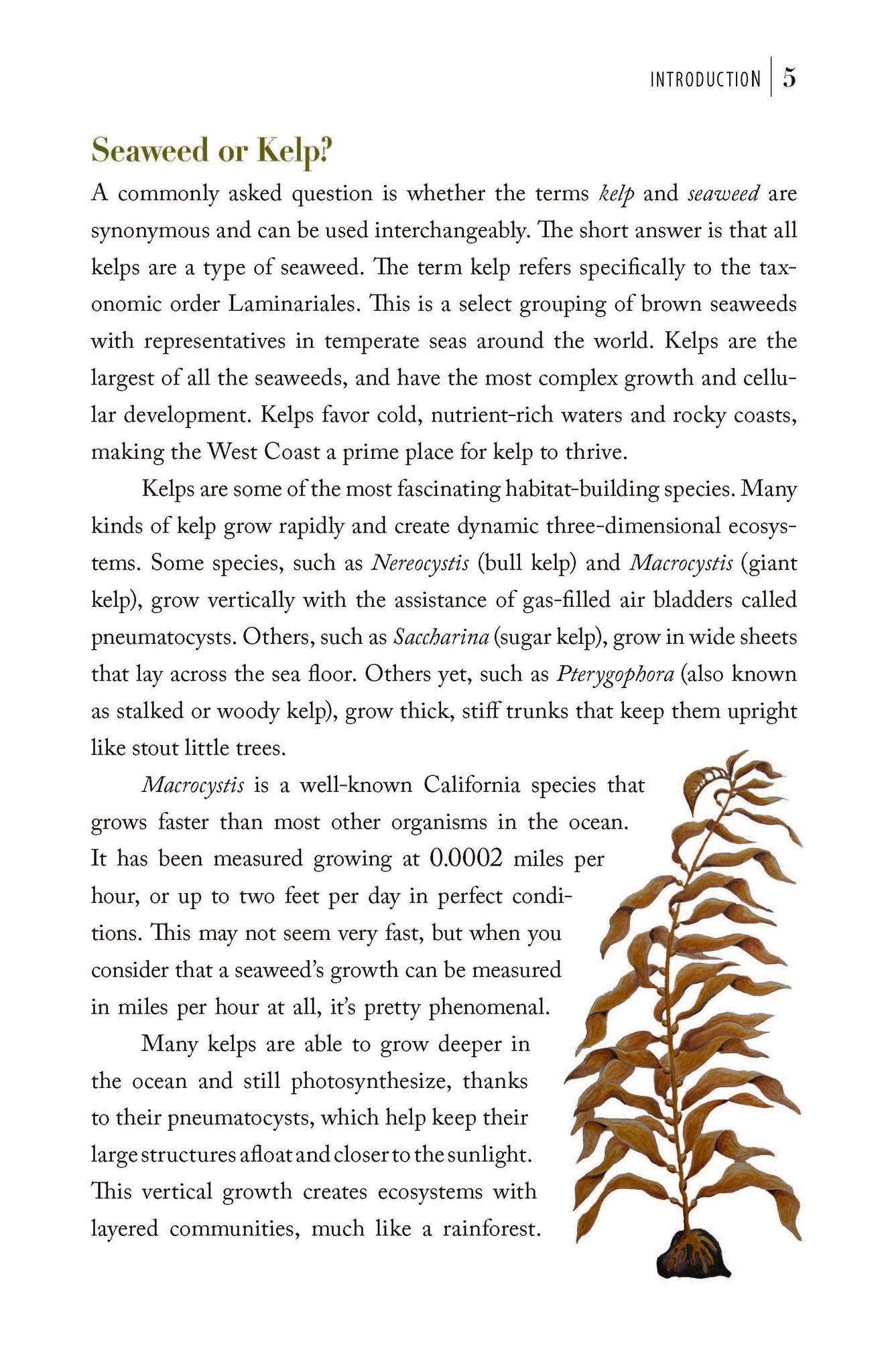 Churchill's Illustrated Guide to Southern California Seaweeds