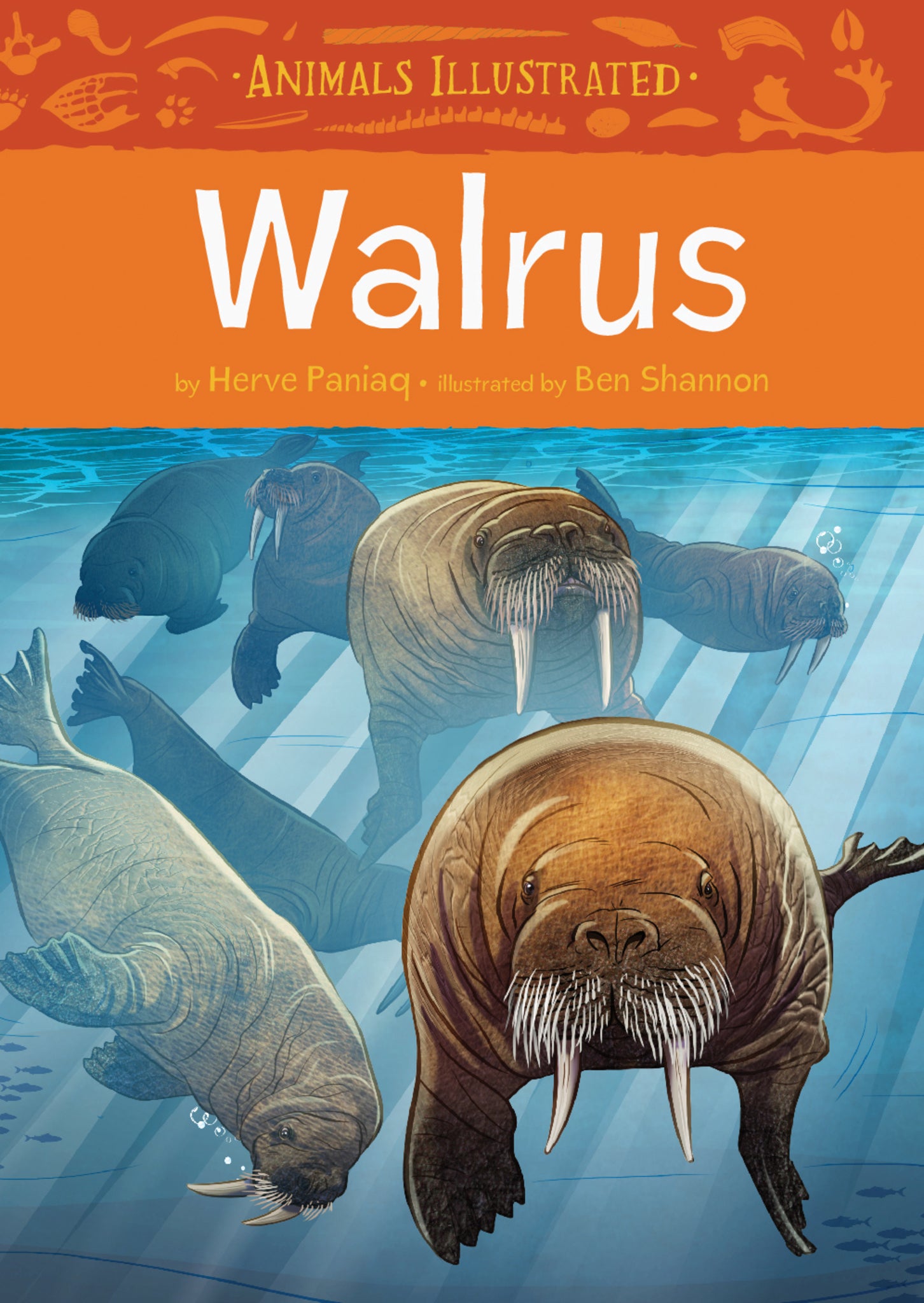Cover image for Animals Illustrated: Walrus ISBN 9781772271423