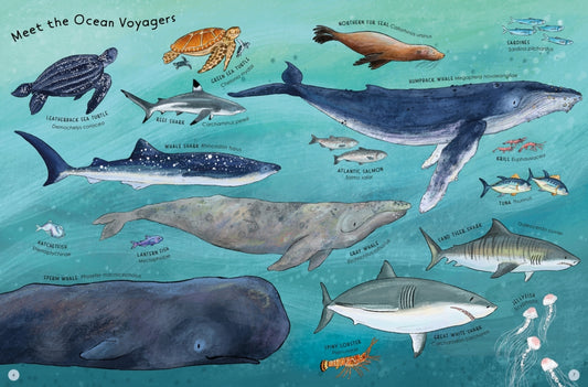 Ocean Voyagers