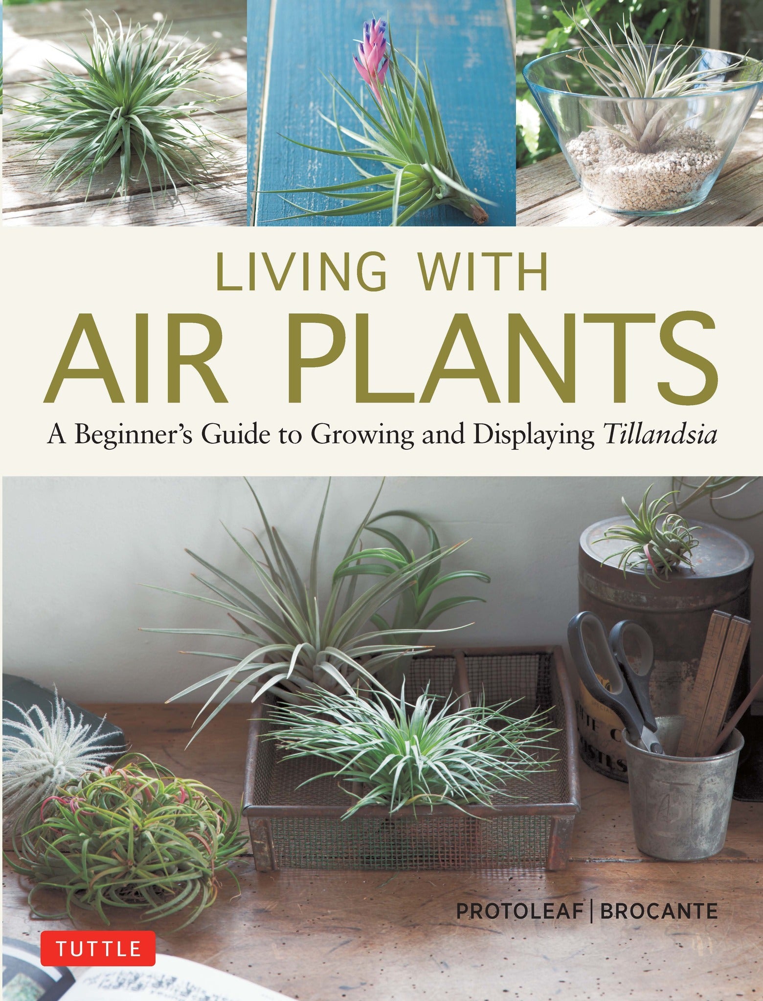 Living with Air Plants
