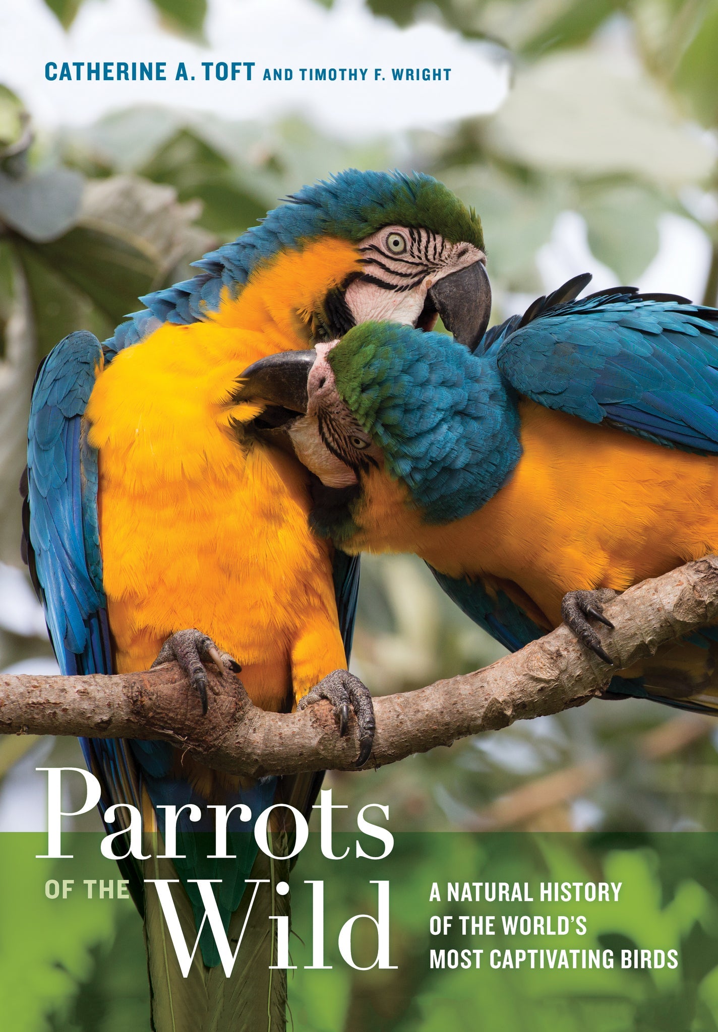 Cover image for Parrots of the Wild ISBN 9780520962644