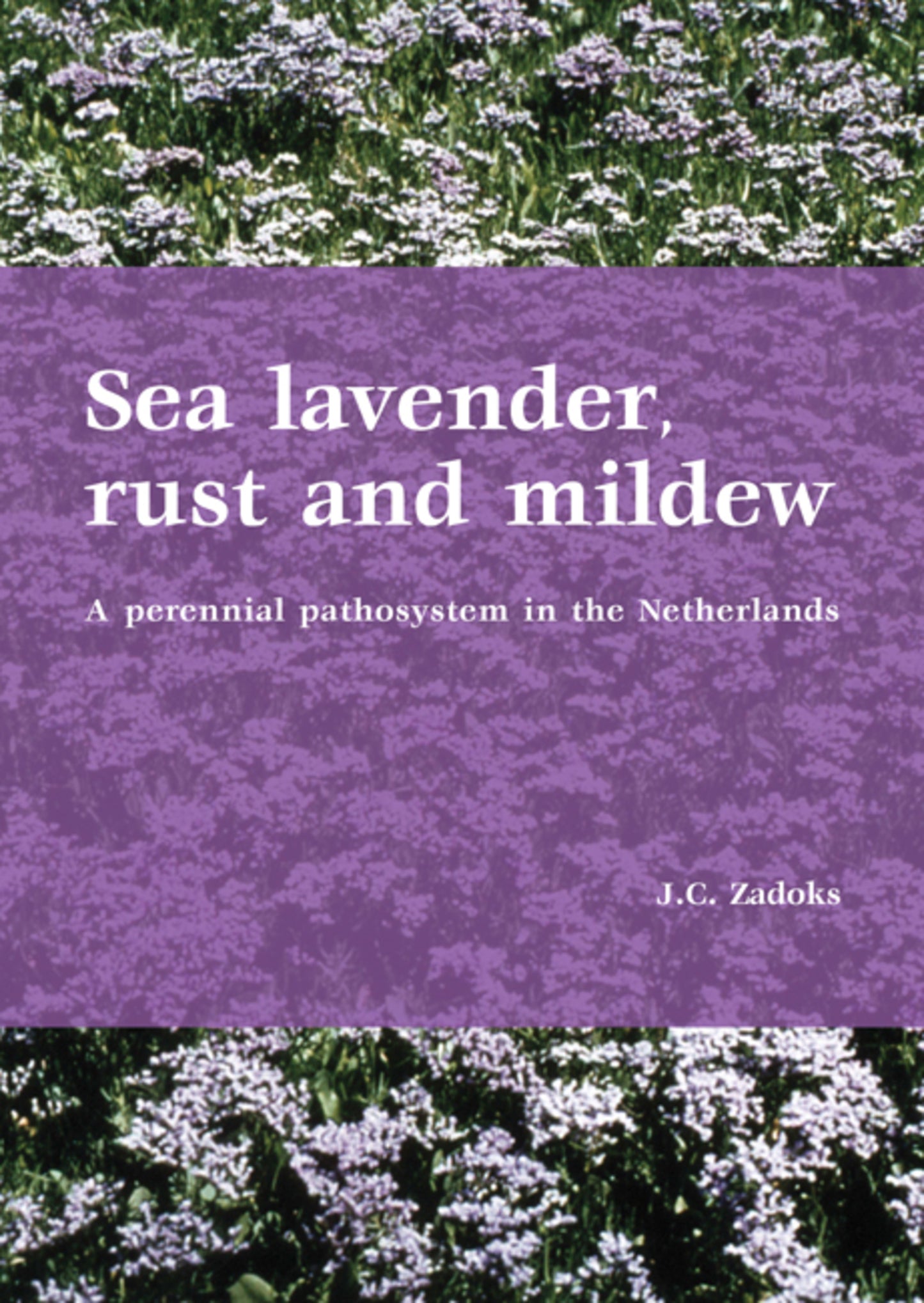 Sea lavender, rust and mildew