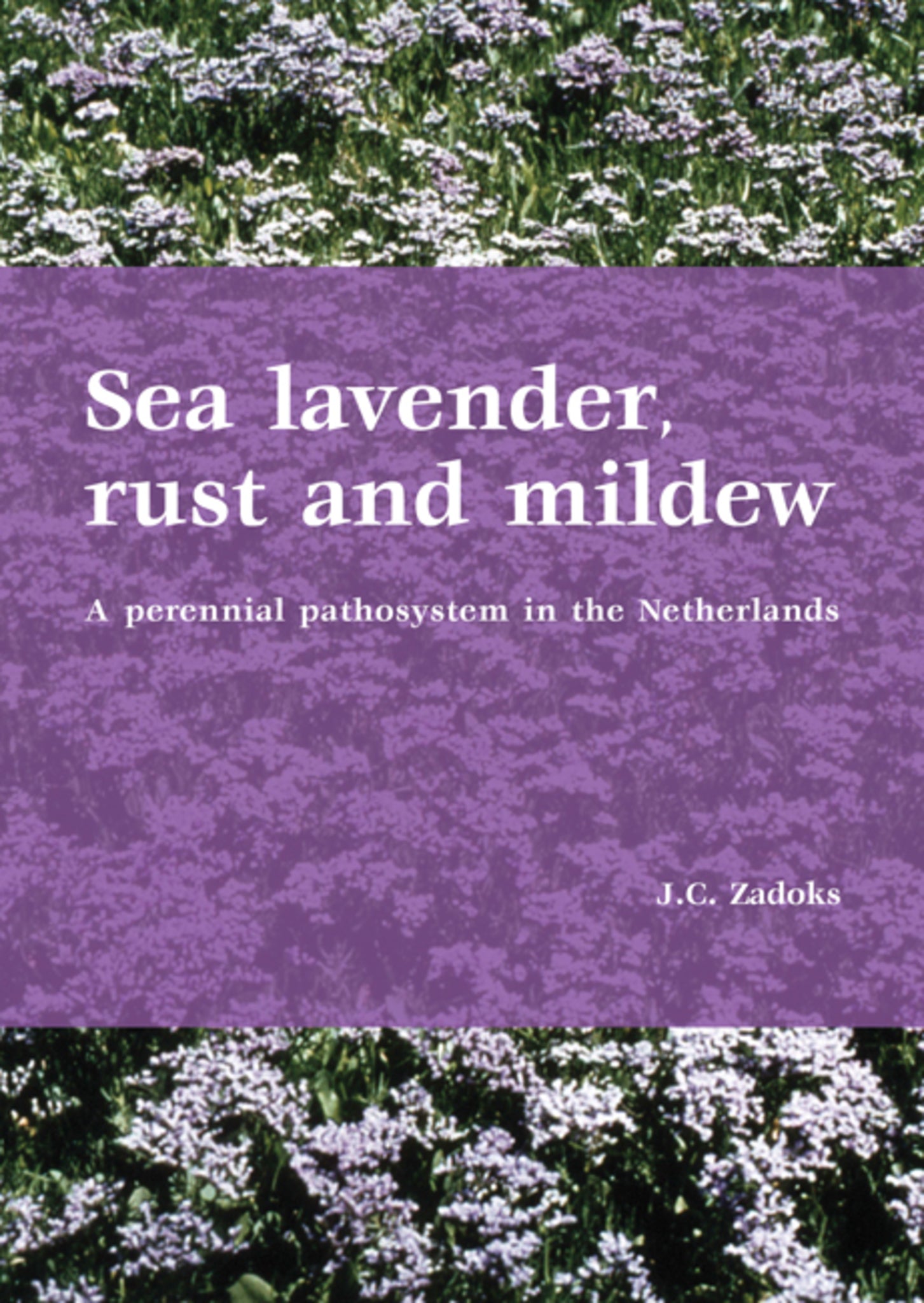 Sea lavender, rust and mildew