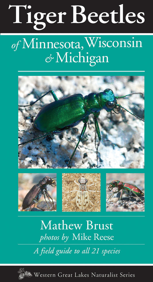 Tiger Beetles of Minnesota, Wisconsin & Michigan
