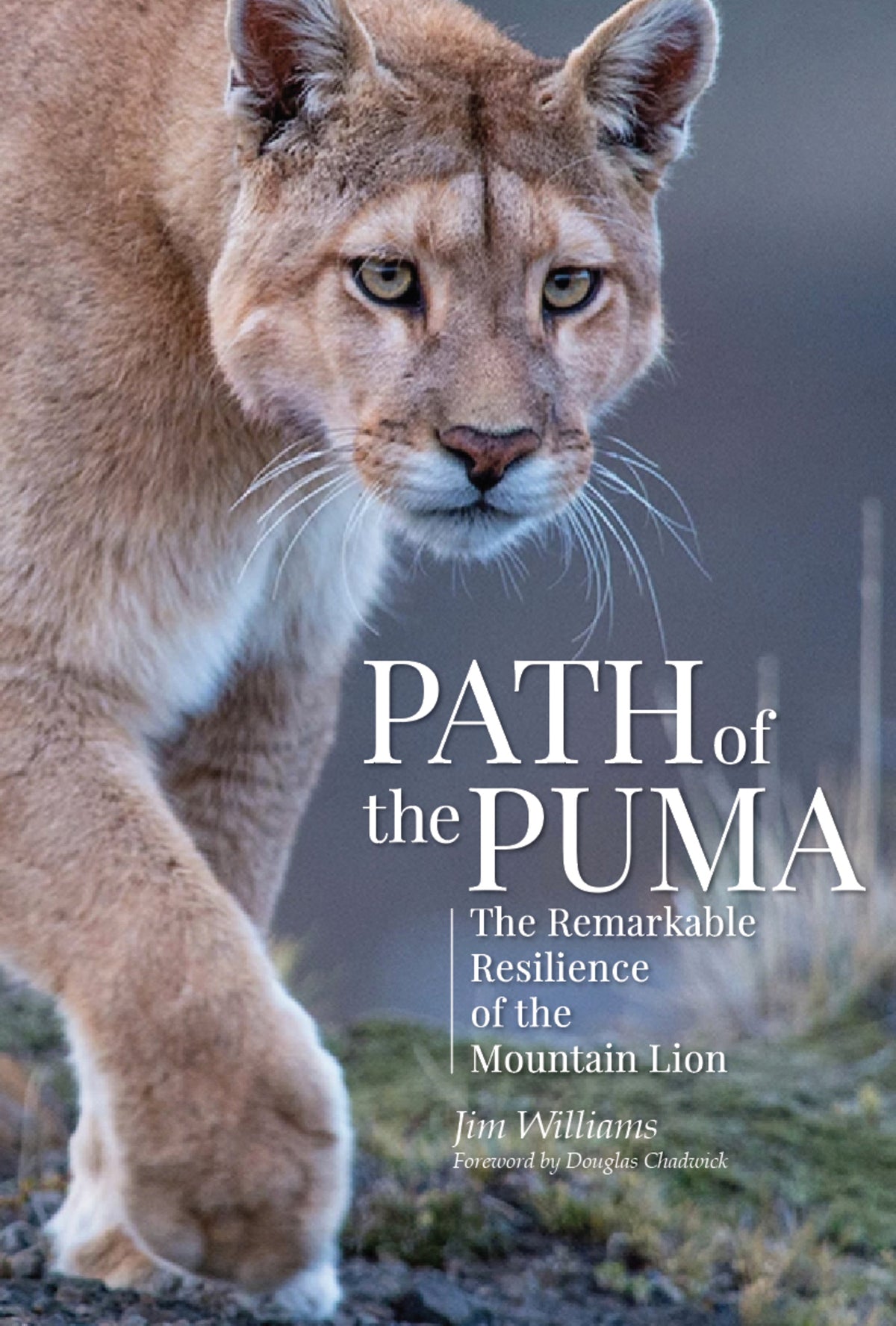 Cover image for Path of the Puma ISBN 9781938340734