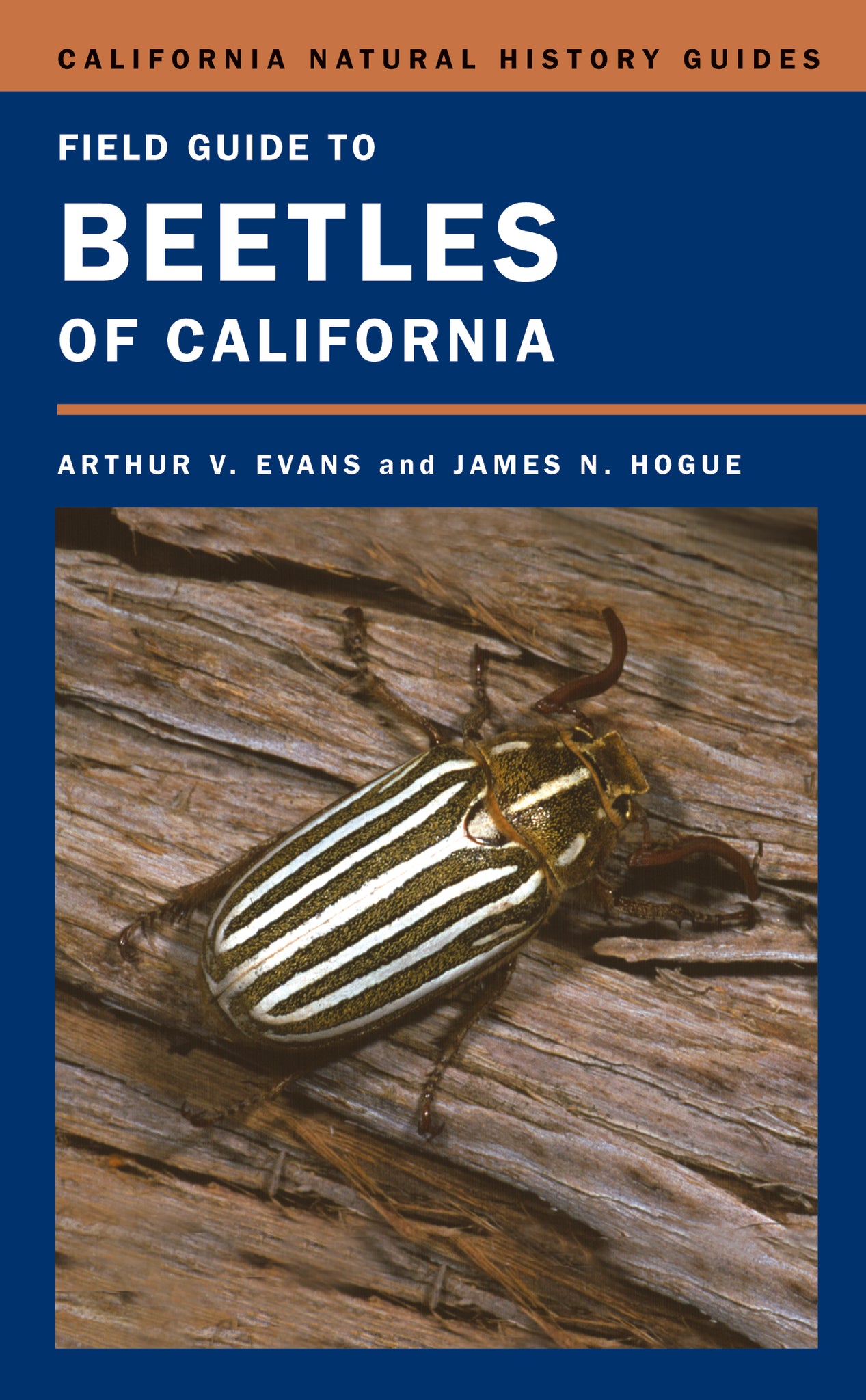 Introduction to California Beetles