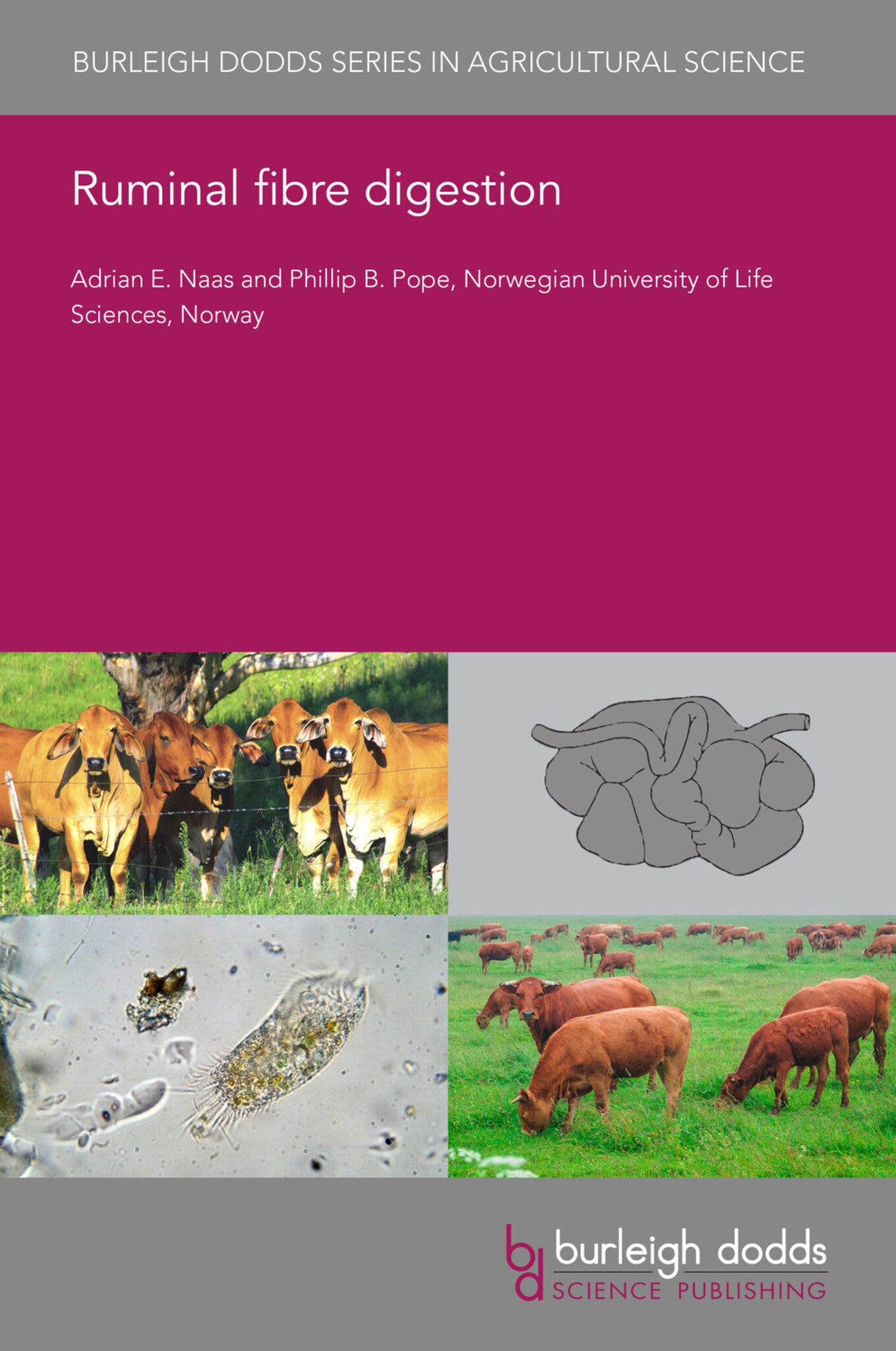 Cover image for Ruminal fibre digestion ISBN 9781786768018