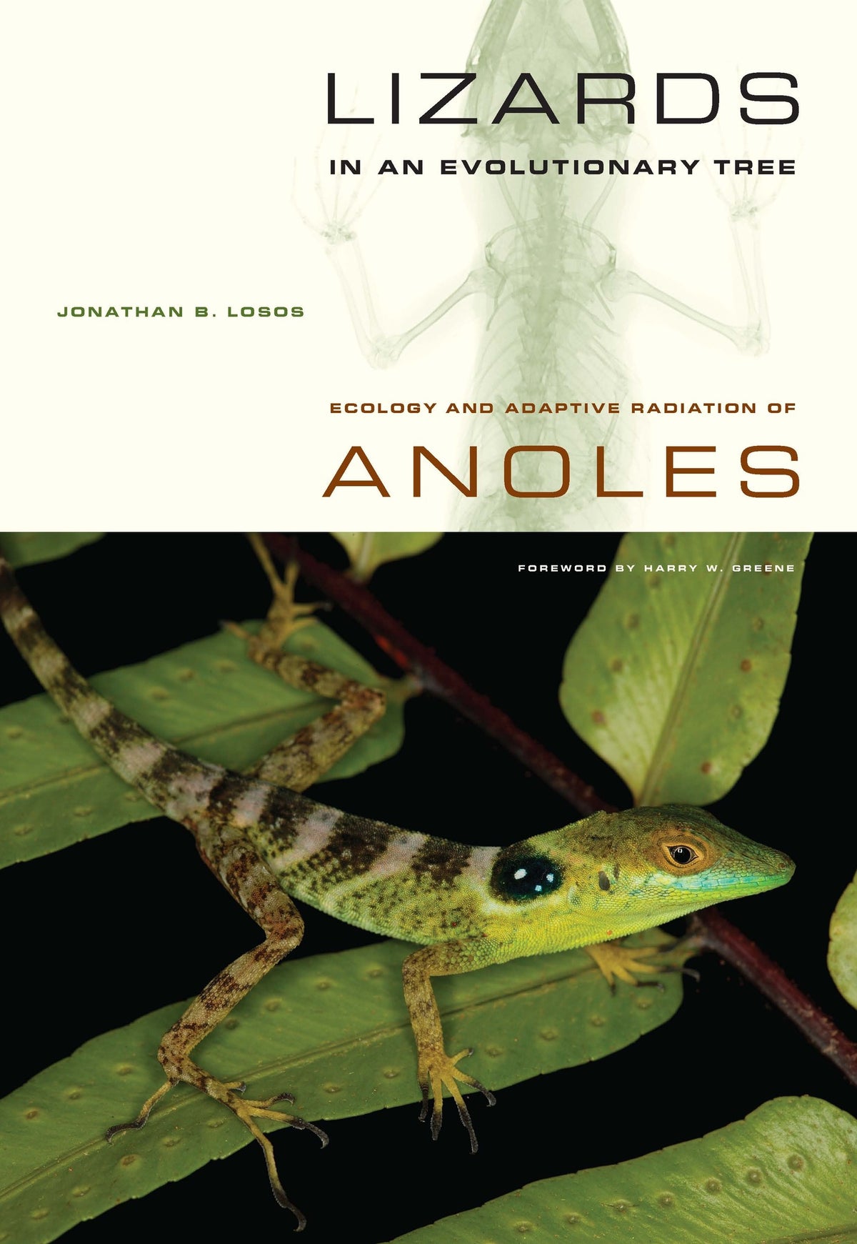 Cover image for Lizards in an Evolutionary Tree ISBN 9780520269842